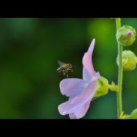 Blaue Blume c Ivan Marjanovic